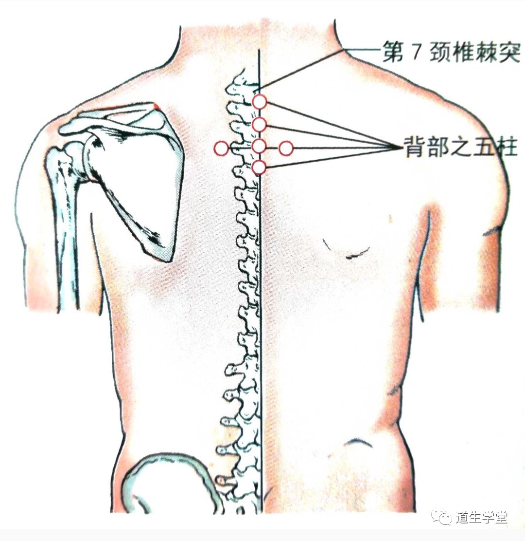 经外奇穴丨背部之五柱