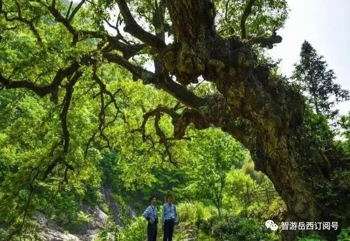 汤畈村人口_遂昌湖山珠村畈图片