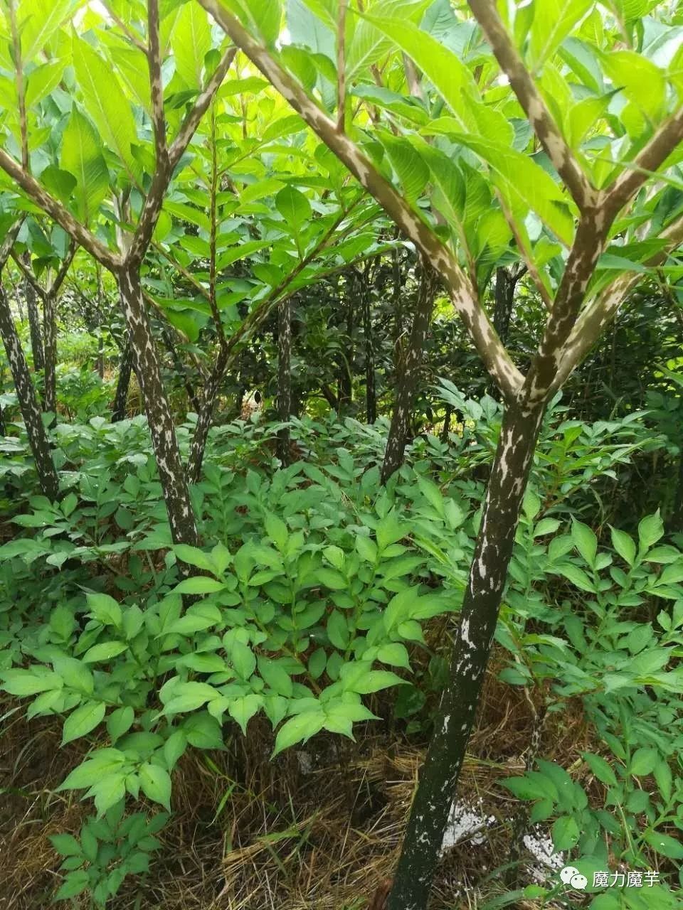 山区魔芋高效种植模式