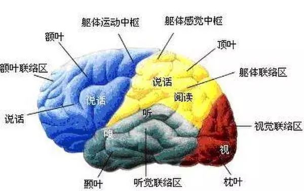 大脑各个区域的功能图