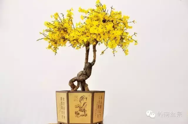 迎春花与梅花 水仙花和山茶花并称为 雪中四友 , 迎春花盆景欣赏 