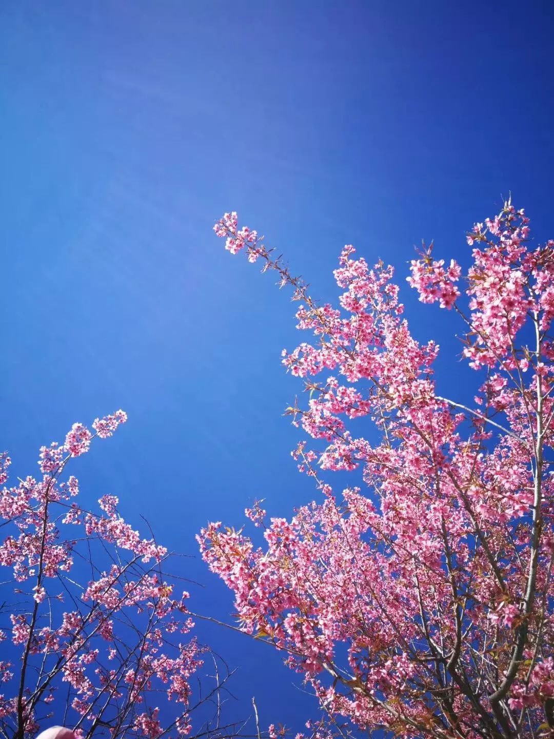 转眼间冬樱花也开了但攀枝花还是没把雪等来