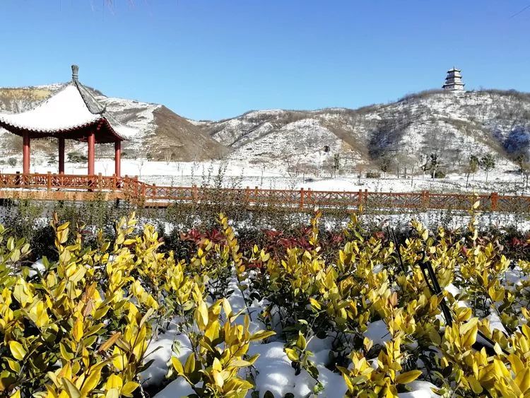 宜阳莲庄镇七彩花海变身浪漫雪园刷爆朋友圈