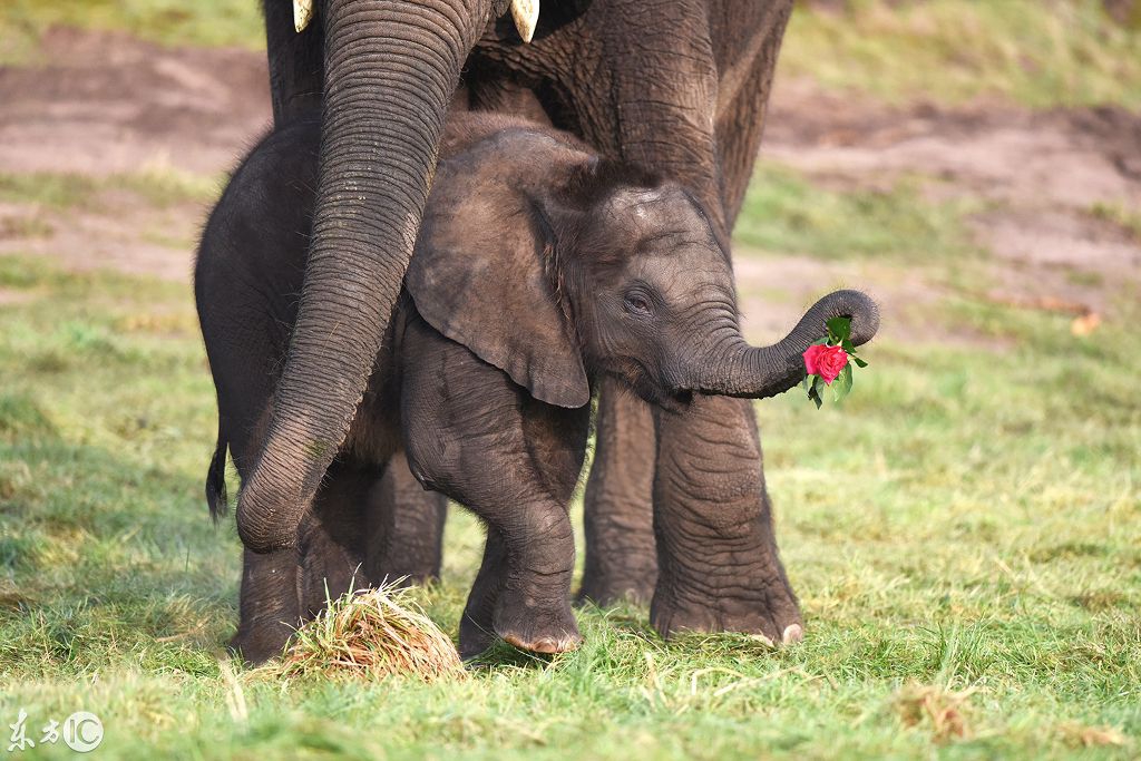 这头小象从小就会撩,用鼻子卷起玫瑰花送给妈妈