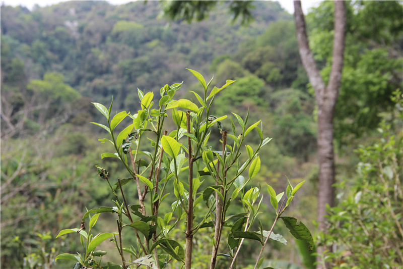 【目录】南茗佳人普洱茶山行文章大全,知名普洱茶山行纪