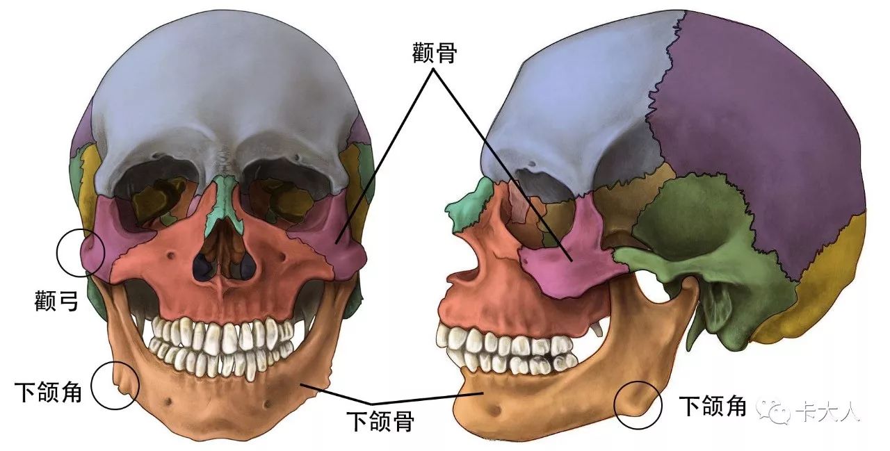 脸部的骨骼有很多块儿,决定我们脸部宽不宽方不方的,是颧骨和下颌骨