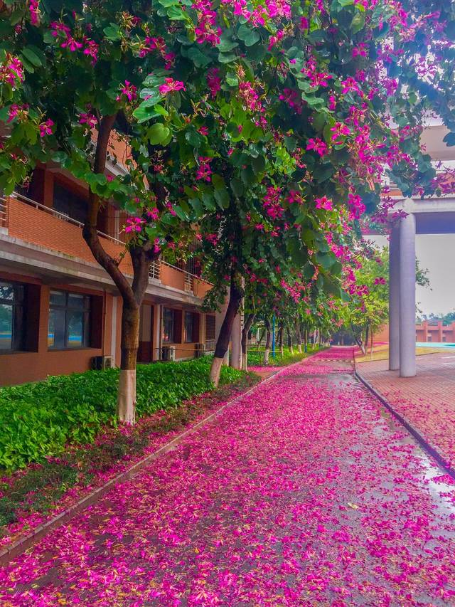 北方下雪,松山湖下花雨!美得惊艳了时光.