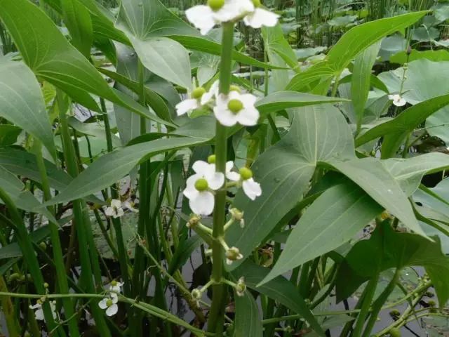 sinensis,别名为剪刀草,燕尾草,茨菰,白地栗,芽菇等,是泽泻科慈姑属