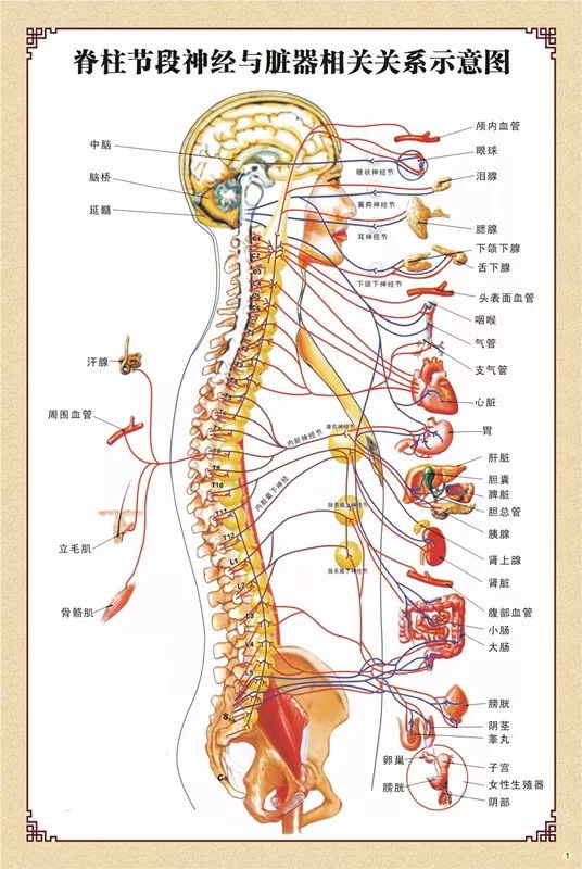 马法举主任说:这些身体表现多数是脊柱椎体位移引起的神经传导障碍
