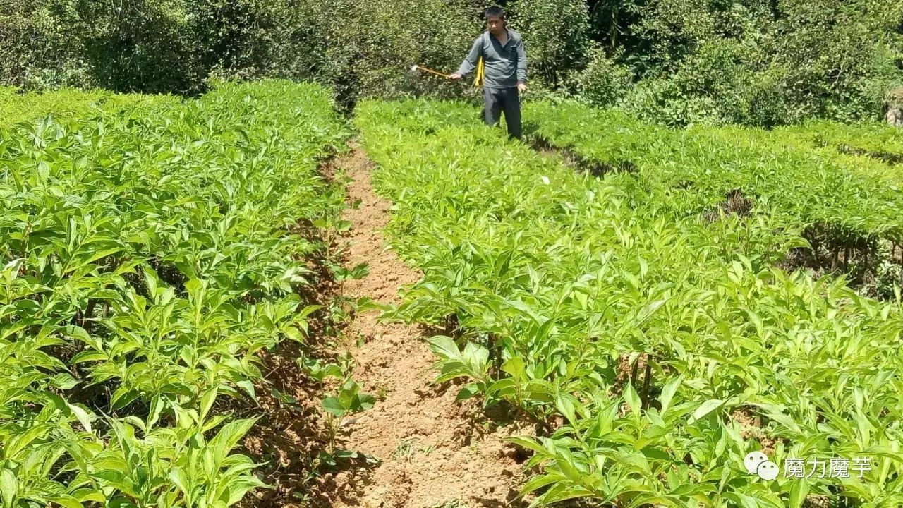 山区魔芋高效种植模式