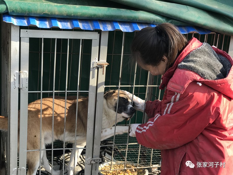 记南坊街道小朱坞村点点流浪猫狗救助站采访