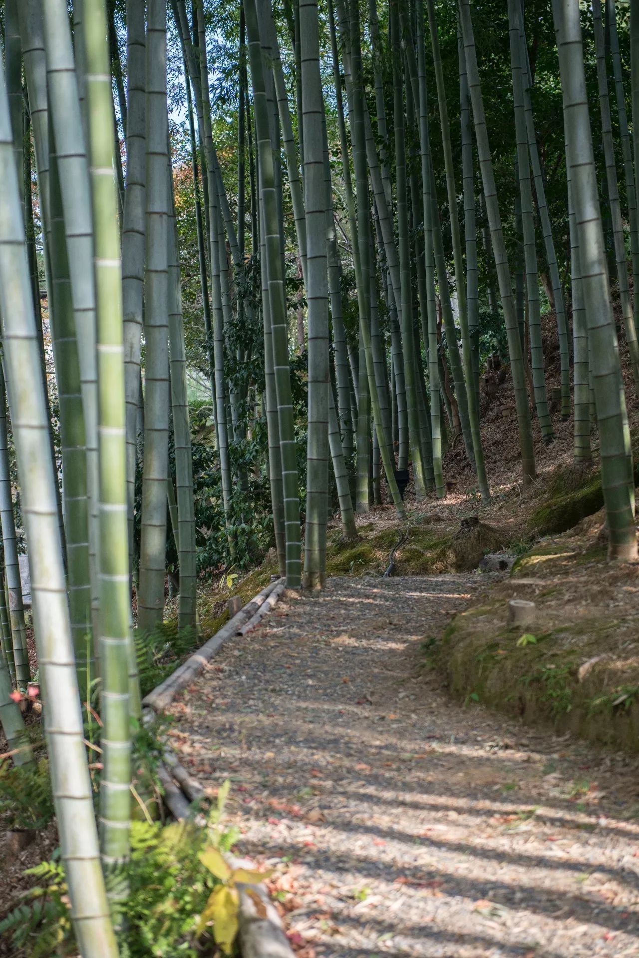 京都寺院 高台寺 体验传统文化之地