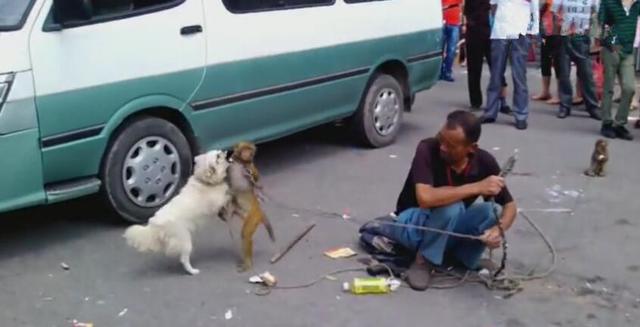 猴和狗被拉到集市赚钱,猴子不停揍狗狗,旁人扔钱看戏