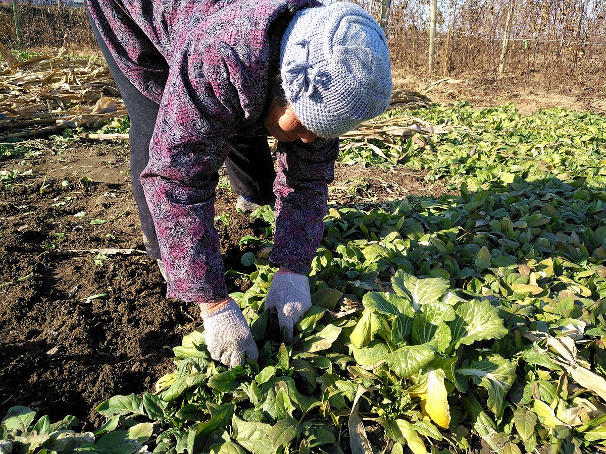 农村路边遇到老奶奶拔菜,我给了十块钱奶奶竟然这么做我感动不已