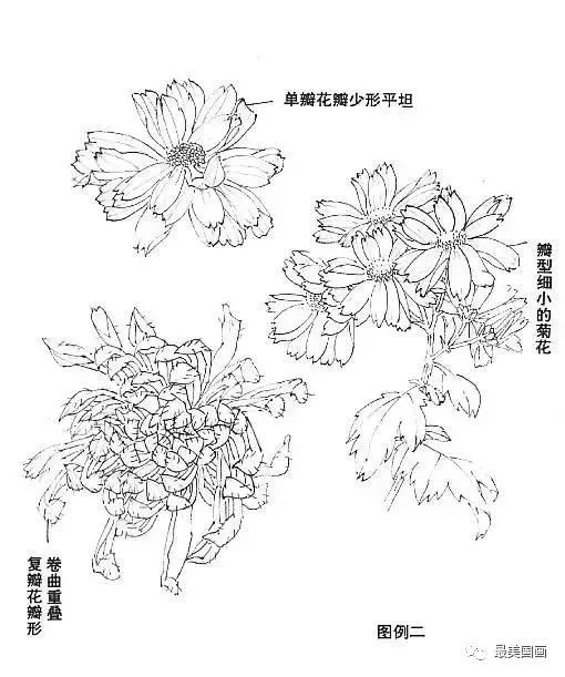 国画教程-写意菊花画法