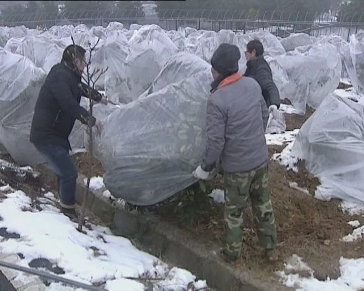 雪后连续多雨低温天气,许精华带领员工给桔子树套上塑料袋,进行保温