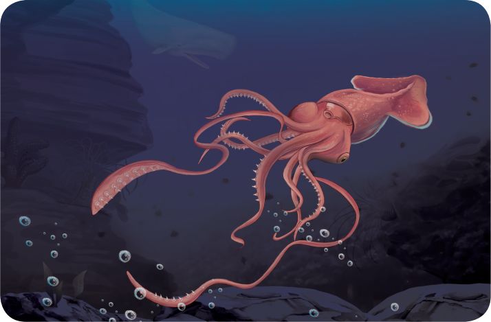 海底探秘|深海掠食者大王酸浆鱿
