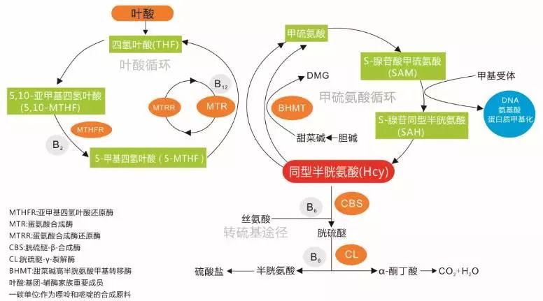 市立医院叶酸代谢能力基因检测,有效预防新生儿出生缺陷!