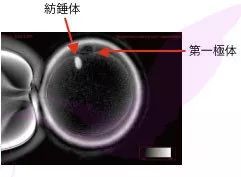 纺锤体位于9点,而第一极体位于11点!