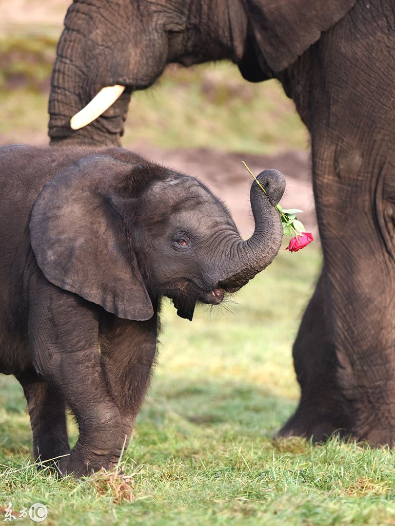 这头小象从小就会撩,用鼻子卷起玫瑰花送给妈妈