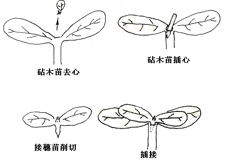 植保| 看完本文你就知道蔬菜嫁接一点都不难!