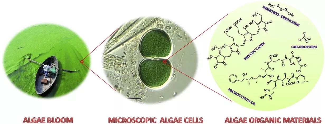 中文标题:铜绿微囊藻细胞内胞外有机物(aom)的表征及相关消毒副产物和