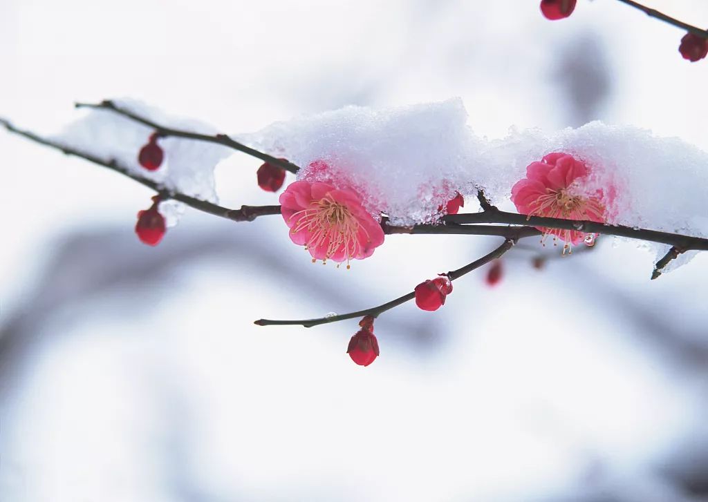 广东居然求雪成功啦!