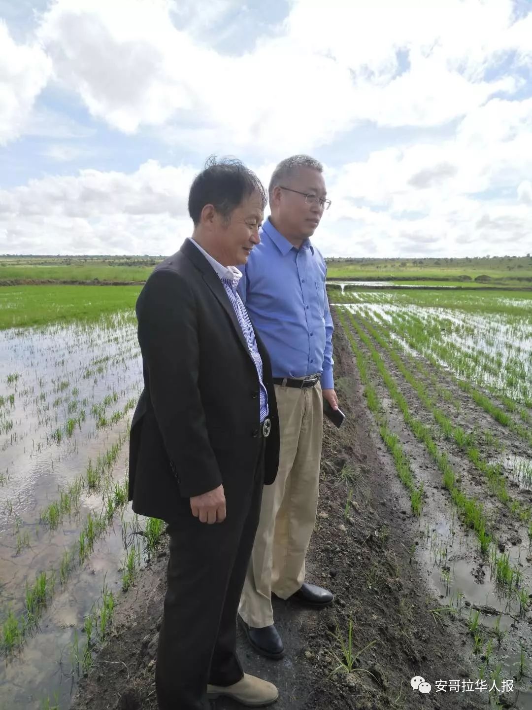 江洲农业董事长朱晋林(左一)与江苏红旗种业副总经理贾东升(右一)查看