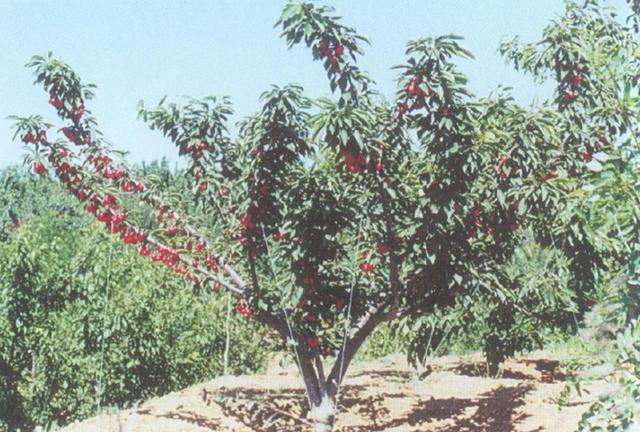 大樱桃的修剪树形有3种