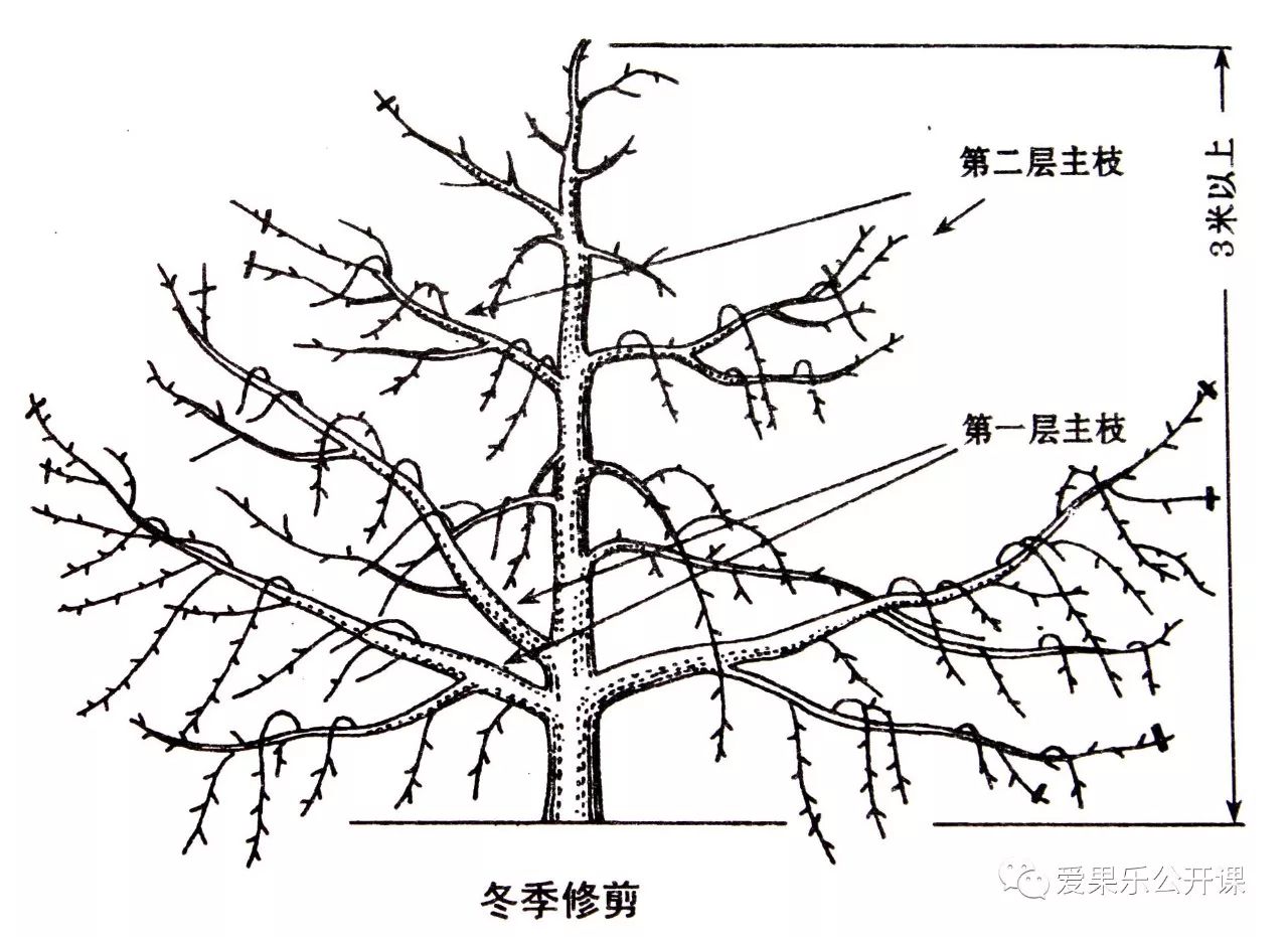 苹果主干疏散分层形落头开心方法是:为了改善树冠内膛光照条件,在进人