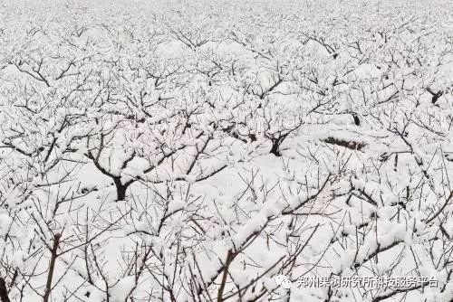 大雪来袭,预防桃树冻害!那种桃树易遭受冻害