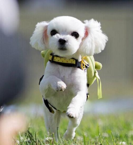 揭秘:茶杯犬背后的心酸,人们的宠爱是它们的噩梦!