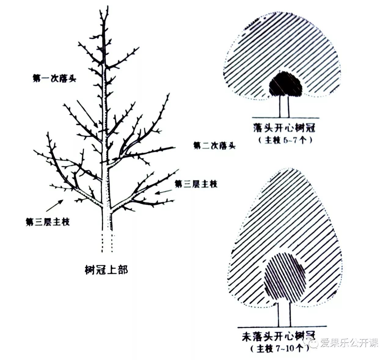 苹果主干疏散分层形落头开心方法是:为了改善树冠内膛光照条件,在进人