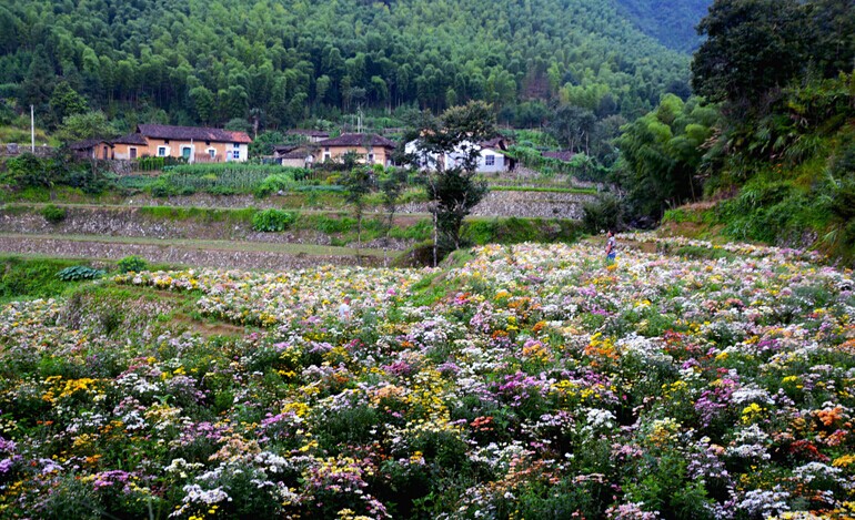 地址:江山市廿八都镇兴墩村