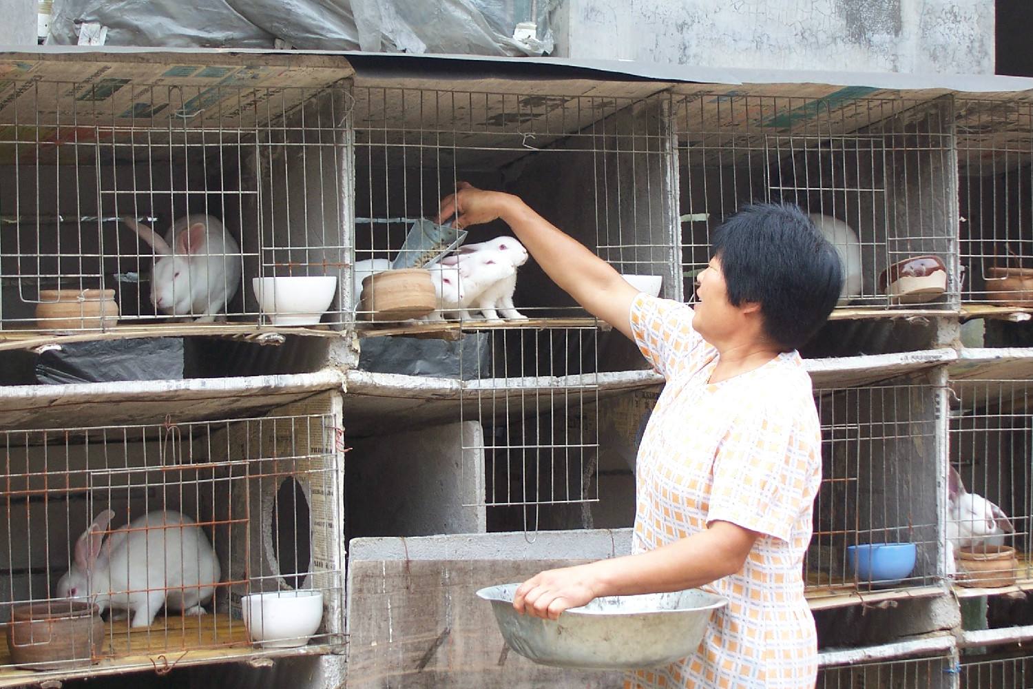 养兔高手谈经验—家兔常用的粗饲料有这些