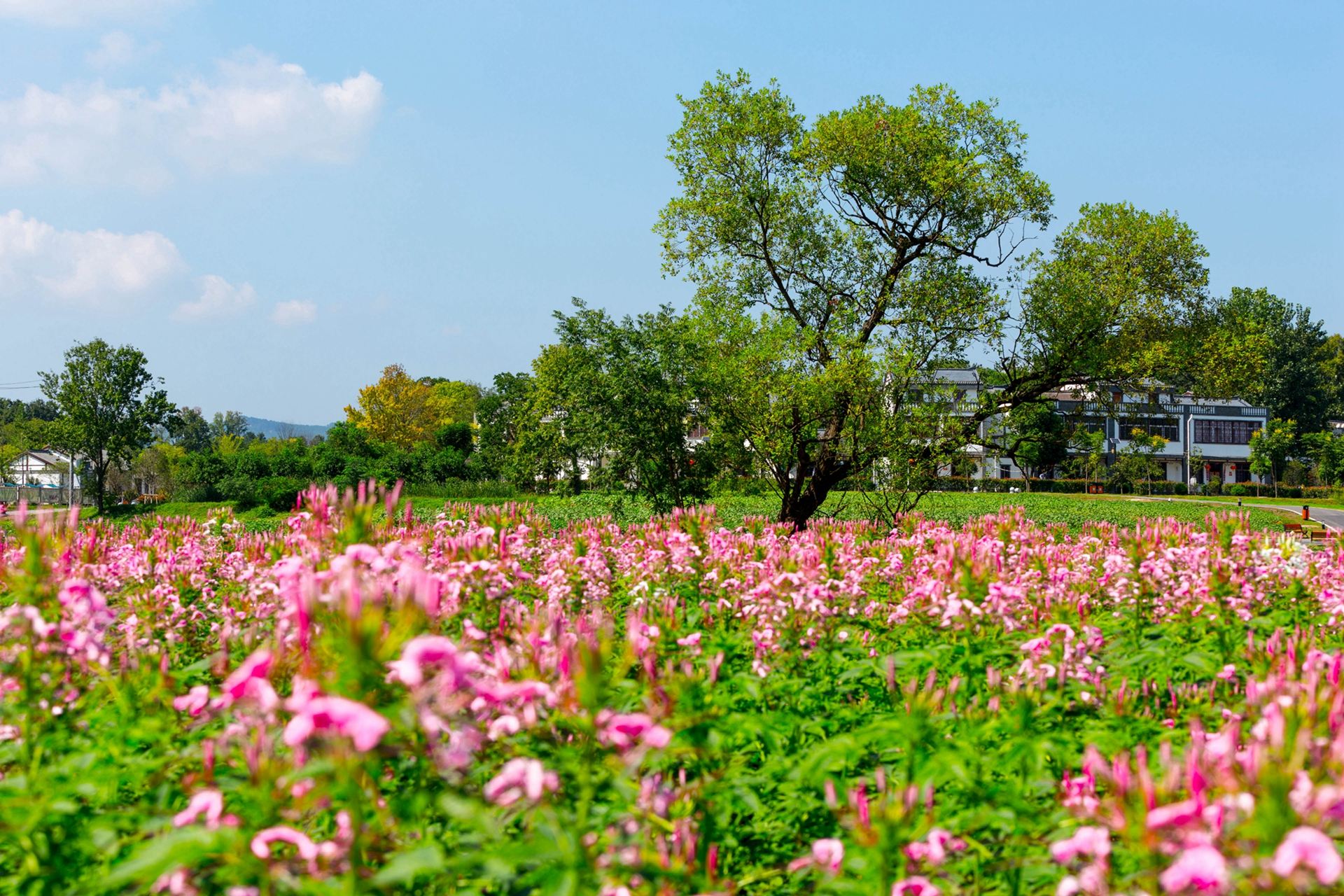 木兰花乡拥有巴黎左岸,梵高印象,彩虹花田三大主题花海,以湖泊花溪