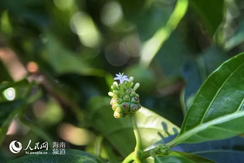 诺丽果花 记者枉源 摄