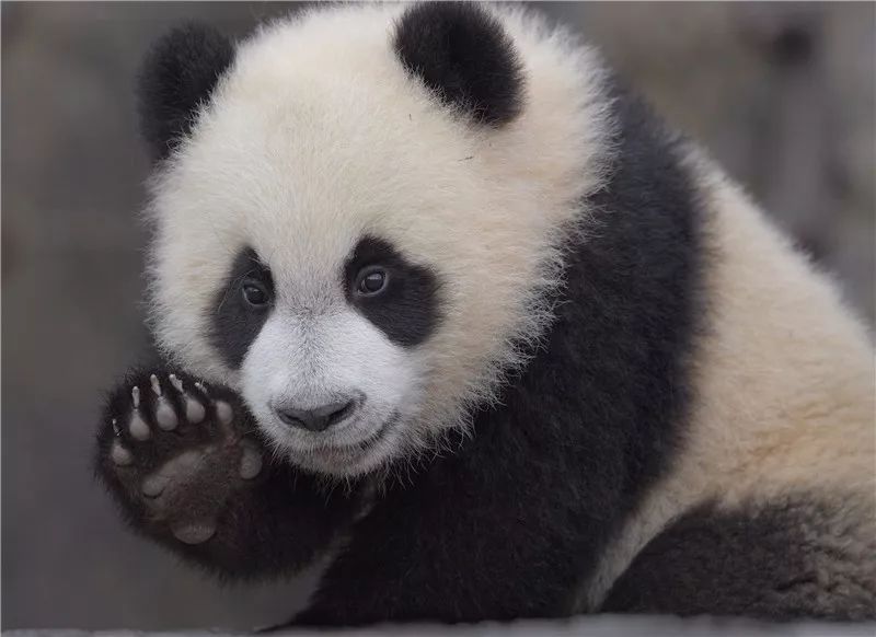 首届中国大熊猫"九寨"杯国际摄影大赛获奖作品