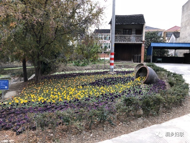 优美庭院 桐乡级优美庭院第一站:崇福镇芝村村,等你来赏