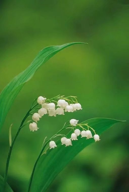 清香纯白的铃兰,娇艳盛开的幸福花朵