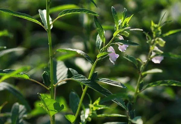 也叫胡麻,芝麻科,芝麻属的一年生草本植物,茎中空或具有白色髓部,叶微