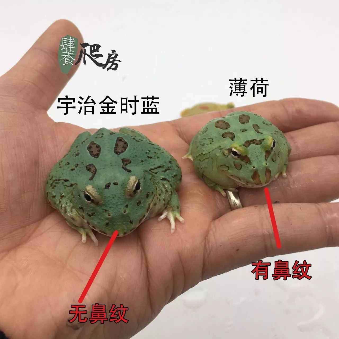 这两种角蛙的名字有点好听蓝宇治金时和莱姆皮卡丘又美又便宜上新