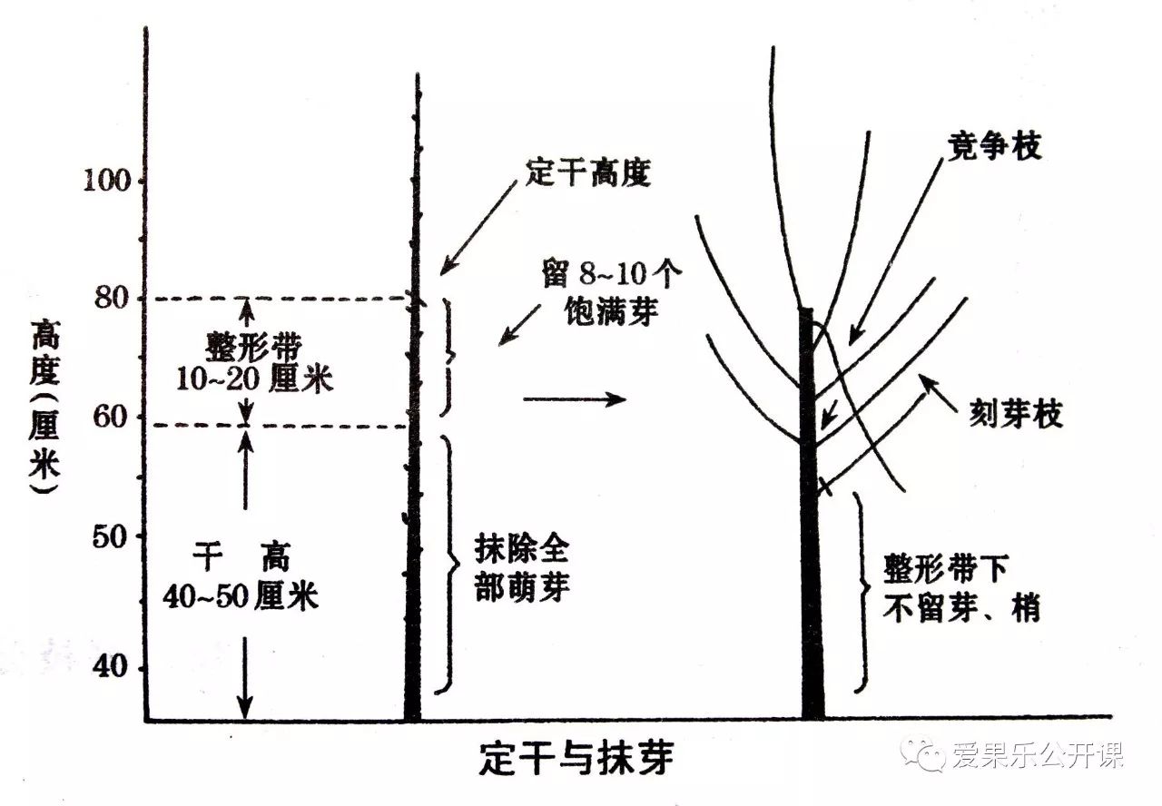 苹果树主干疏层形合理整形修剪