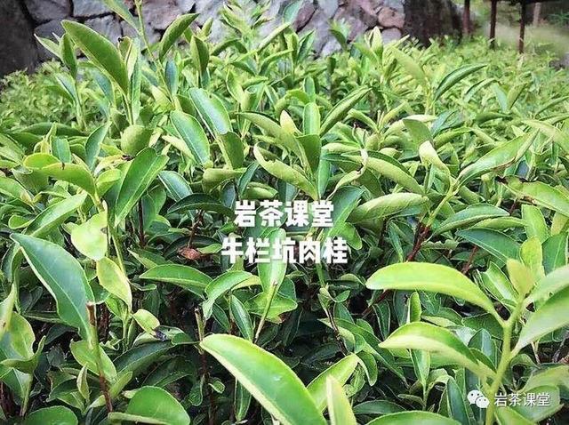 武夷岩茶肉桂除了桂皮香,还有几种香气?