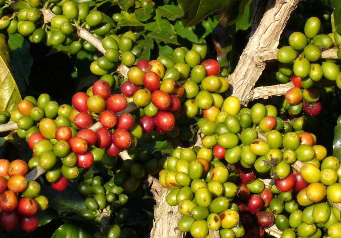 这个国家对于种植高地咖啡有着悠久而丰富的文化 以种植高质量的阿拉