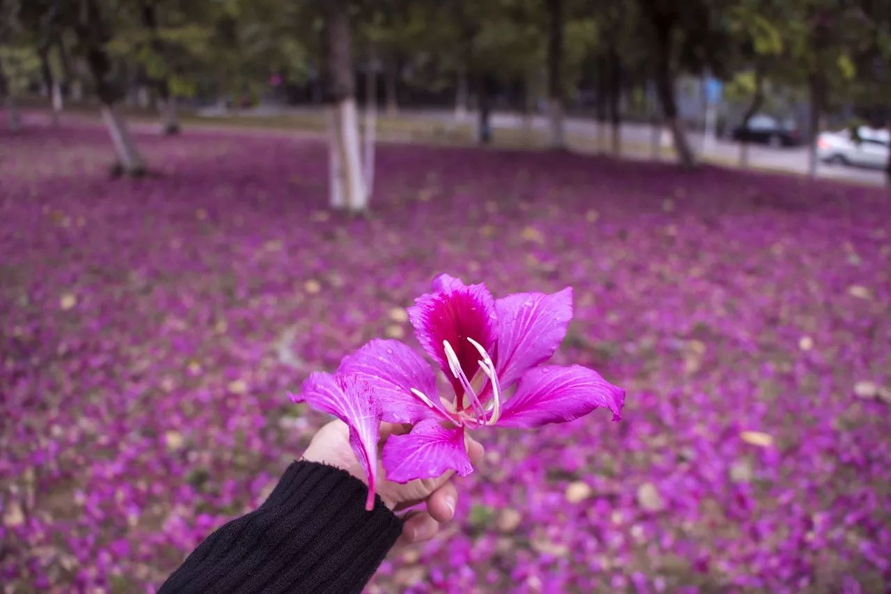 赏一场落英缤纷,美一回数九寒冬