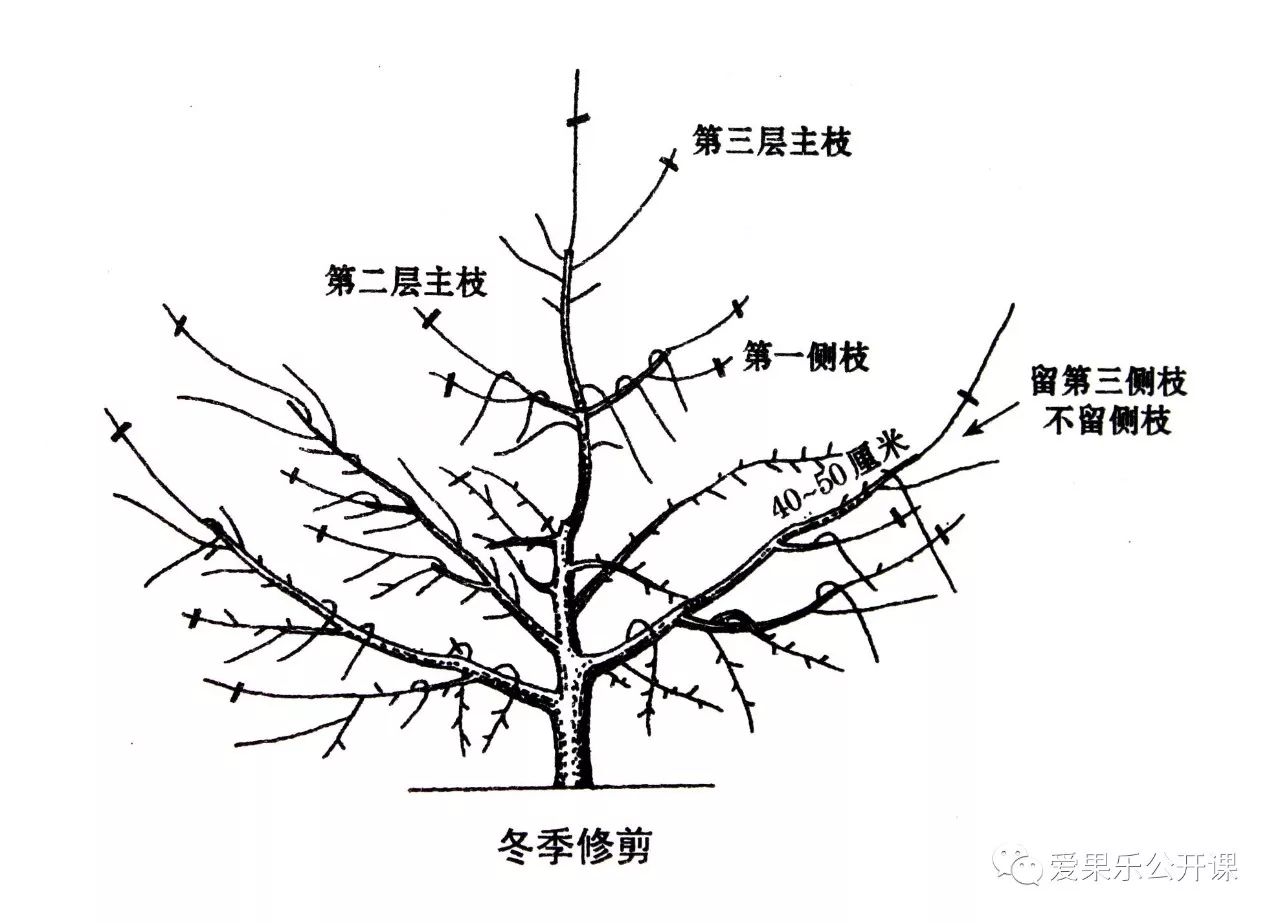 苹果树主干疏层形合理整形修剪