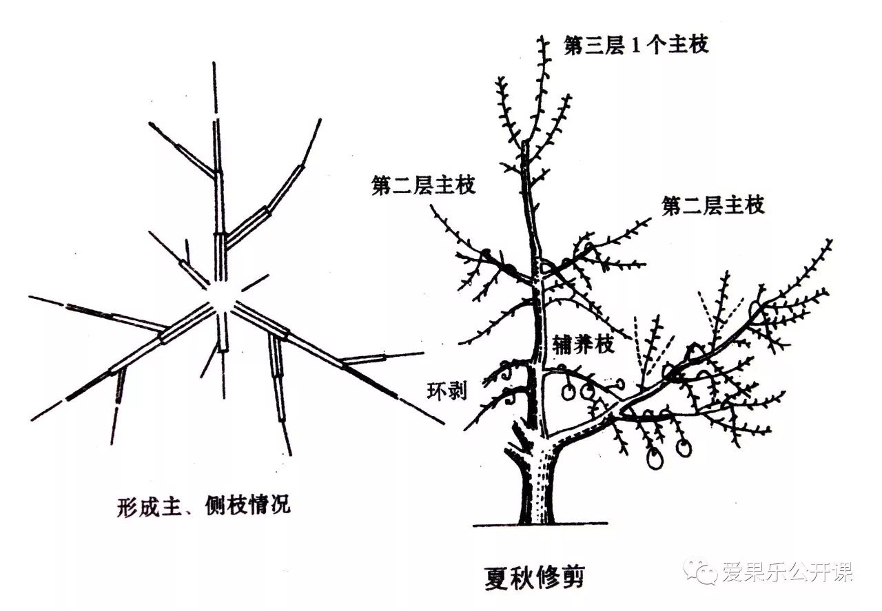 苹果树主干疏层形合理整形修剪