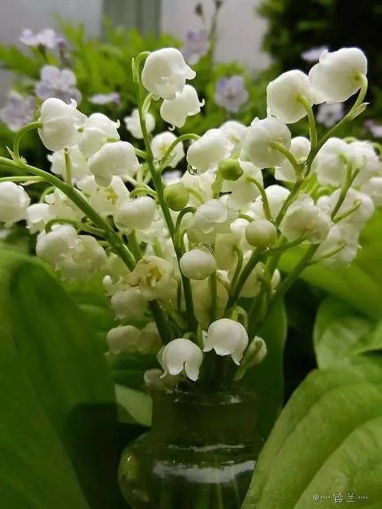 铃兰是芬兰,瑞典,南斯拉夫的国花,在法国的婚礼上常常可以看到.