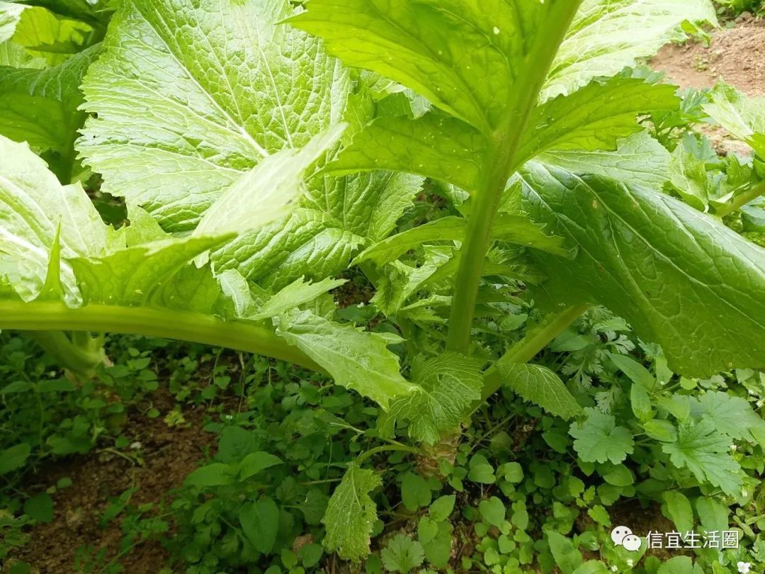 【家乡的味道 信宜大山的芥菜炒腩尾腊肉 味道一流!